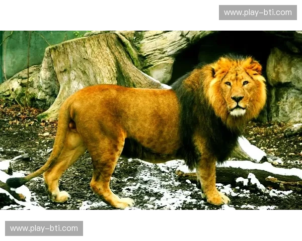 贾兹拉vs波斯：半岛骄子与千年雄狮的巅峰博弈